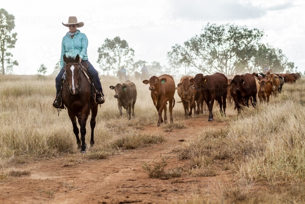 A country lady mustering on horse. - Australian Stock Image