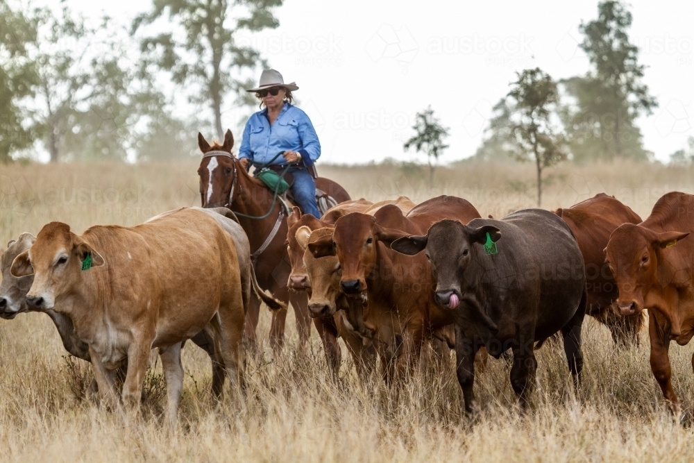 A country lady mustering on horse. - Australian Stock Image