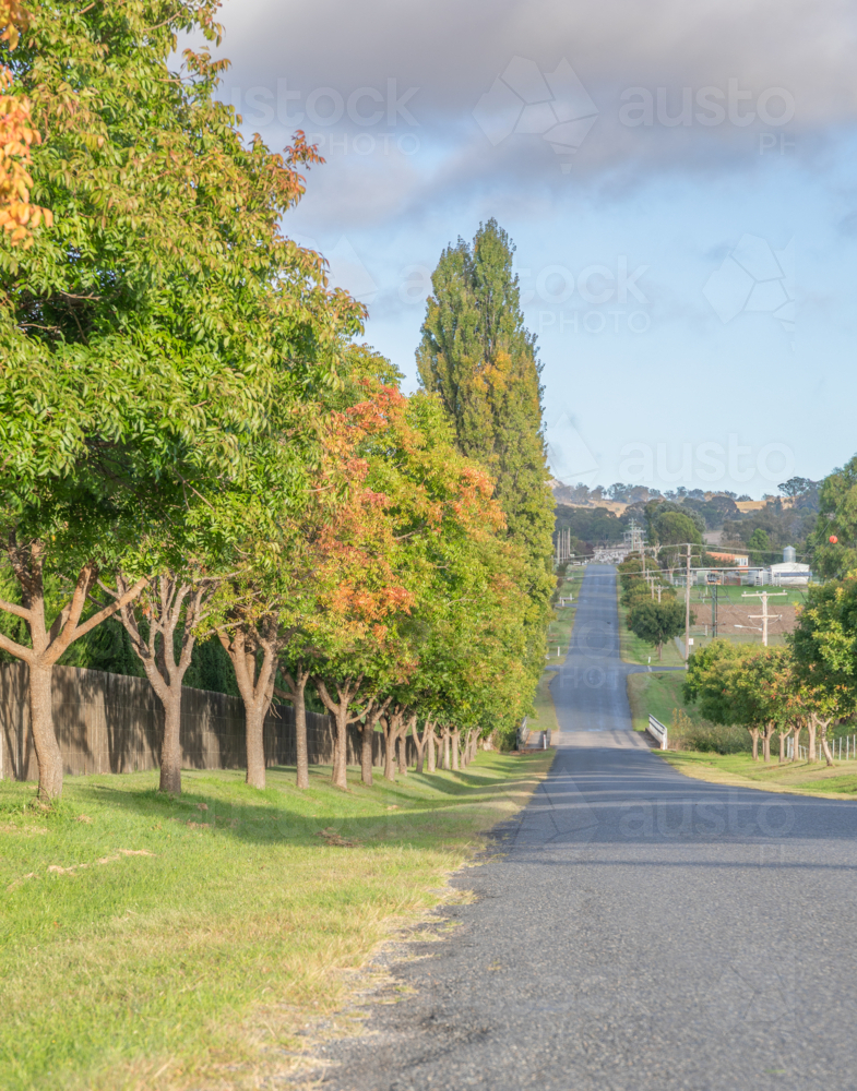 A country road lined with trees showing signs of autumn - Australian Stock Image