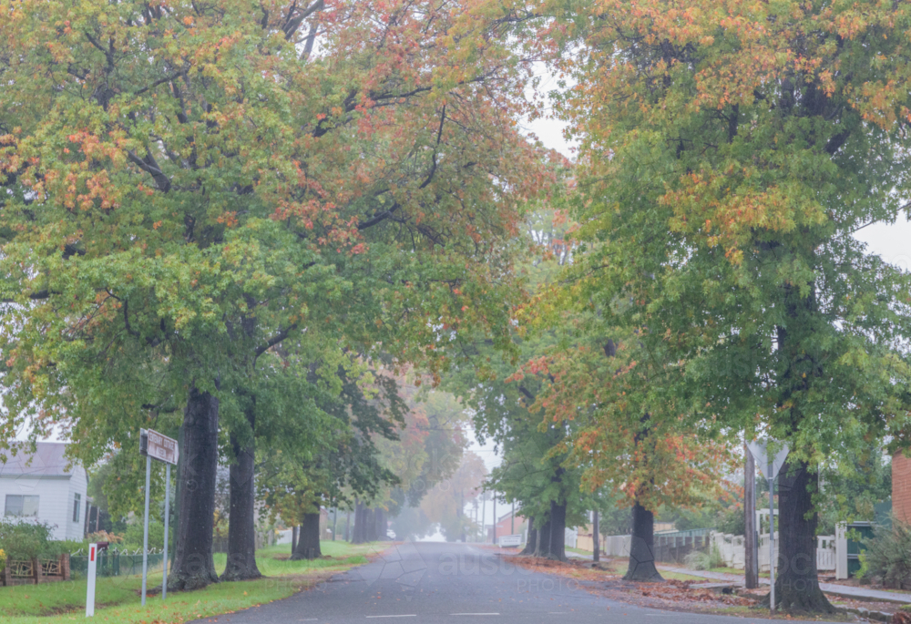 A country road under an avenue of trees with autumn foliage - Australian Stock Image