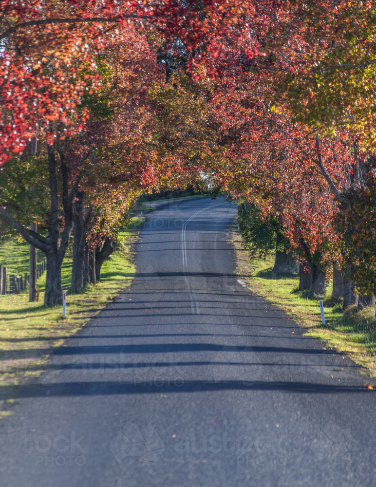 A country road under an avenue of trees with autumn foliage - Australian Stock Image