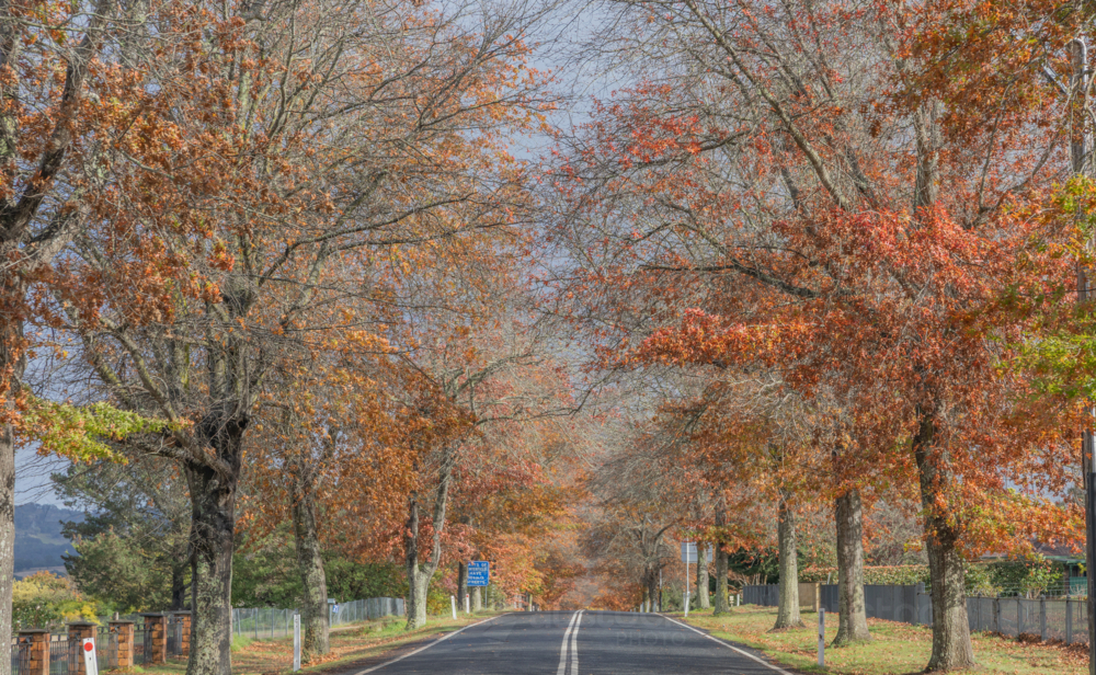 A country road with an avenue of trees with late autumn foliage - Australian Stock Image