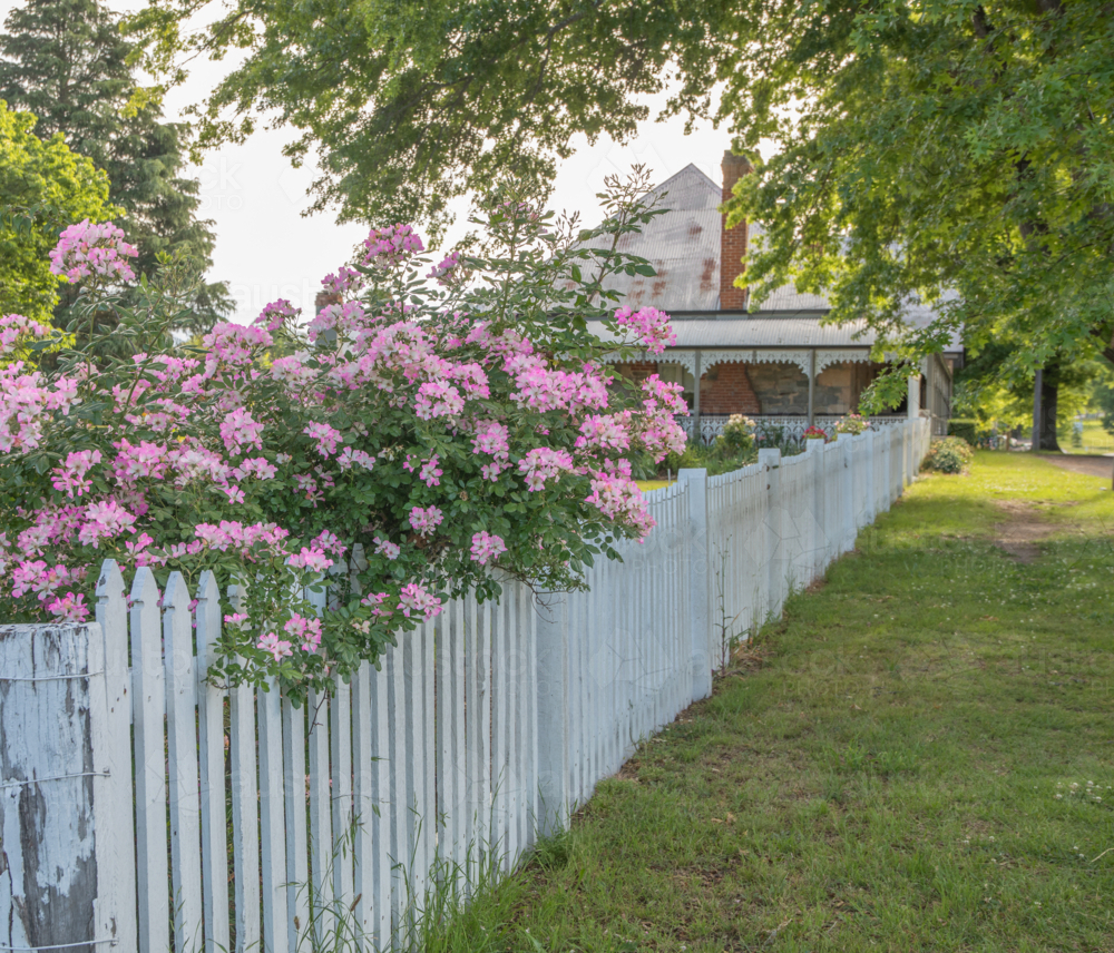 A country scene with a white picket fence and pink flowers - Australian Stock Image