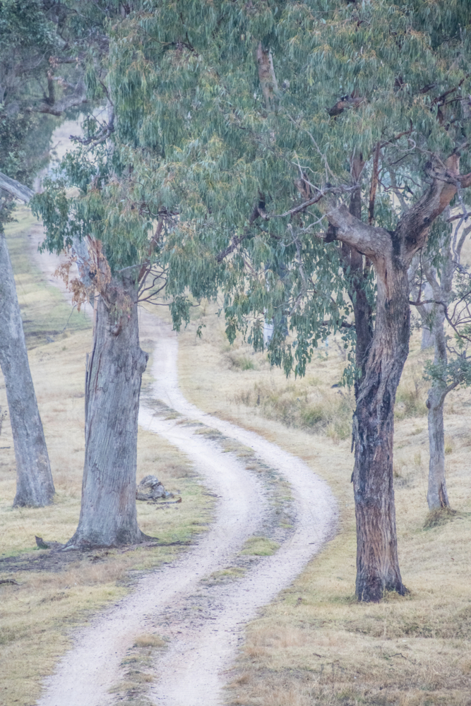 A country track winding through trees - Australian Stock Image