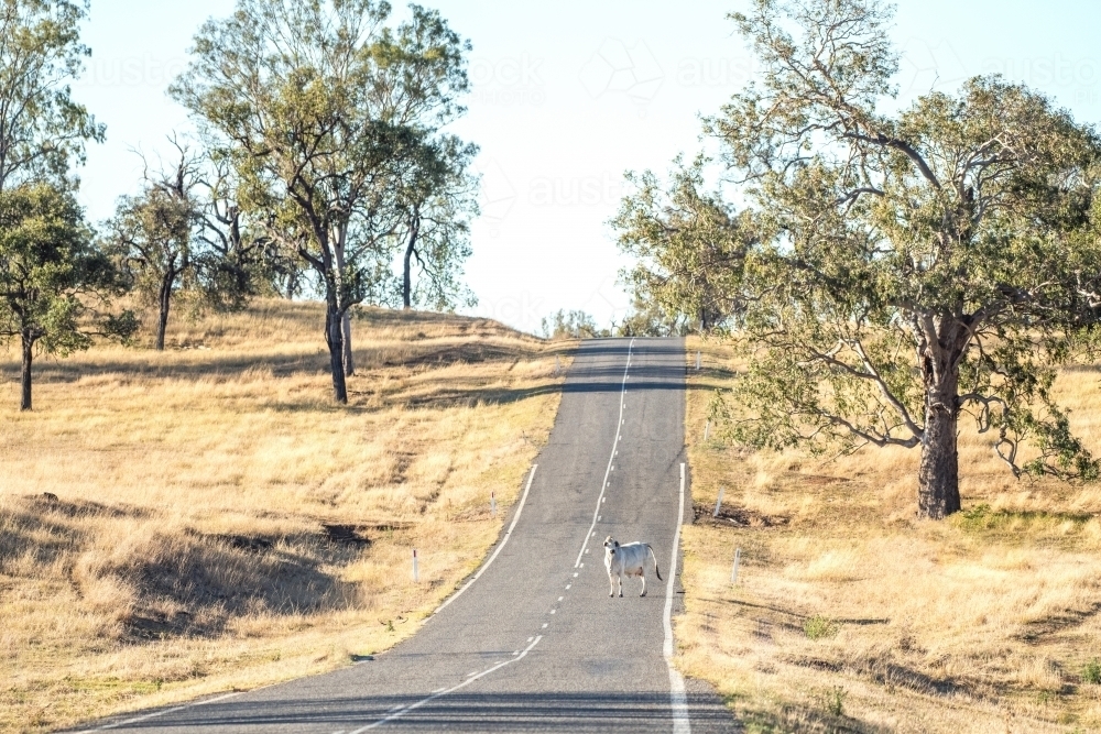 A cow crossing an empty street on a sunny day - Australian Stock Image