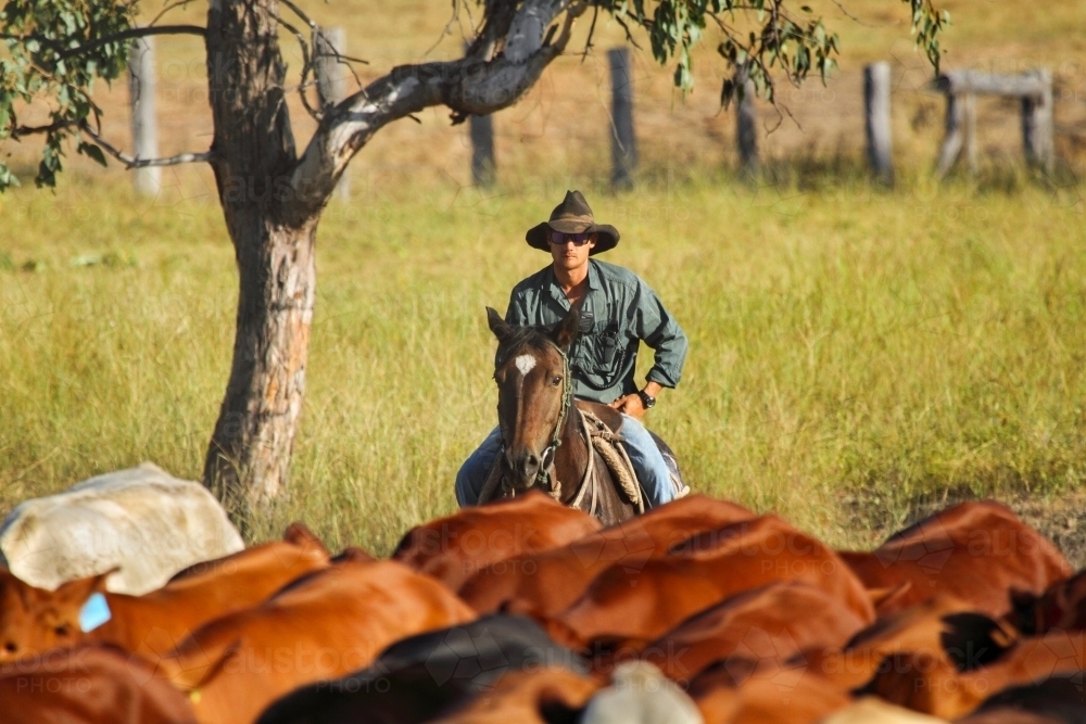 A cowboy on horse mustering a mob of cattle. - Australian Stock Image