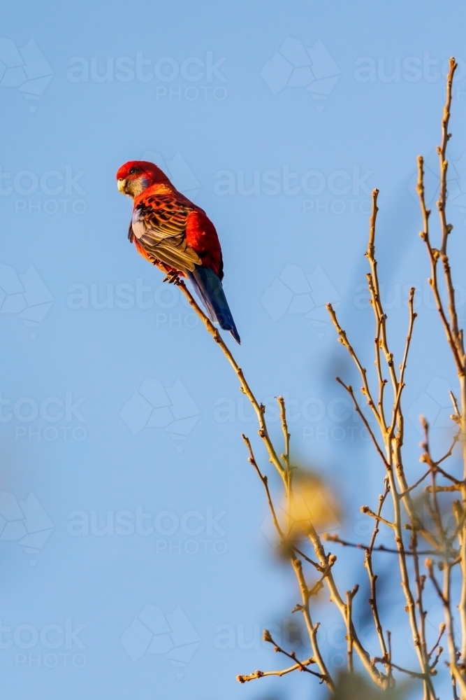 A crimson rosella sitting high on an exposed branch in front of a blue sky - Australian Stock Image