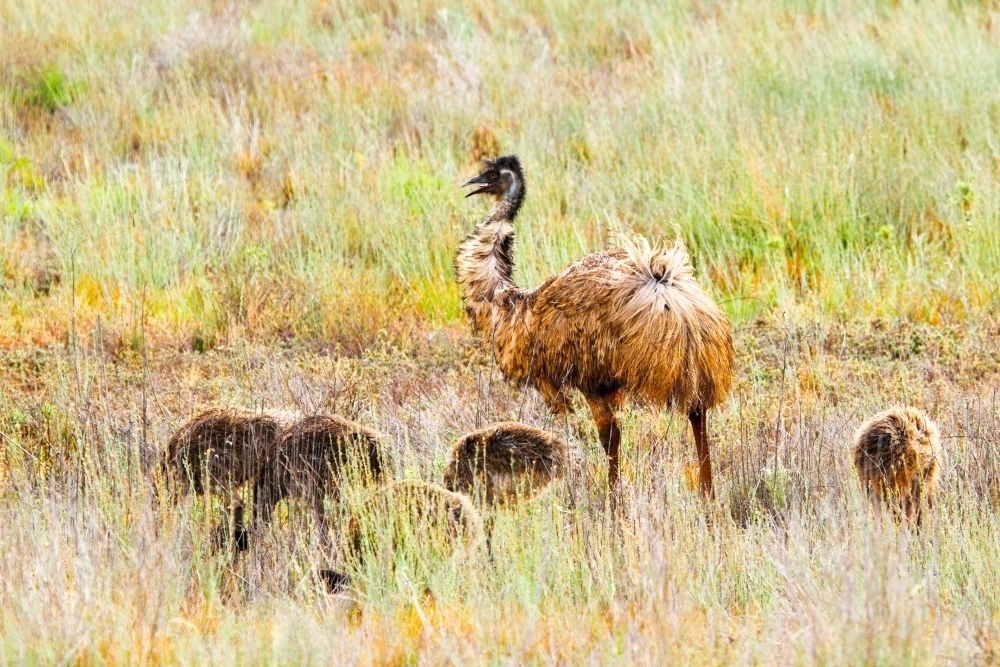 A daddy emu and his young offspring - Australian Stock Image