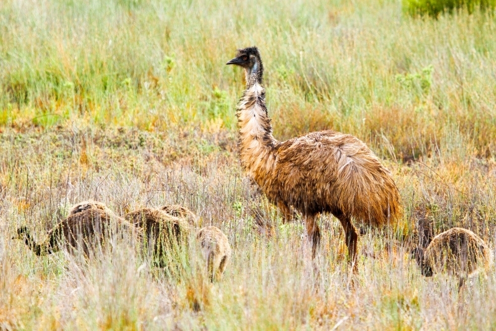 A daddy emu and his young offspring - Australian Stock Image