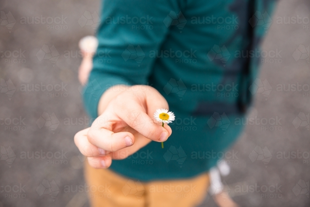 a daisy pinched between little fingers - Australian Stock Image