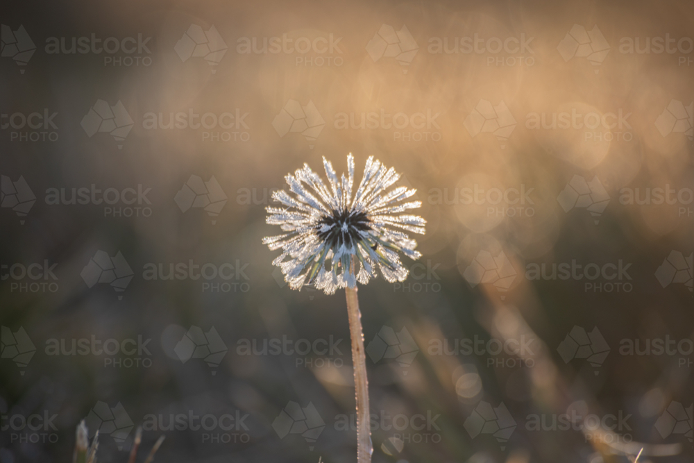 A dandelion in a morning haze - Australian Stock Image