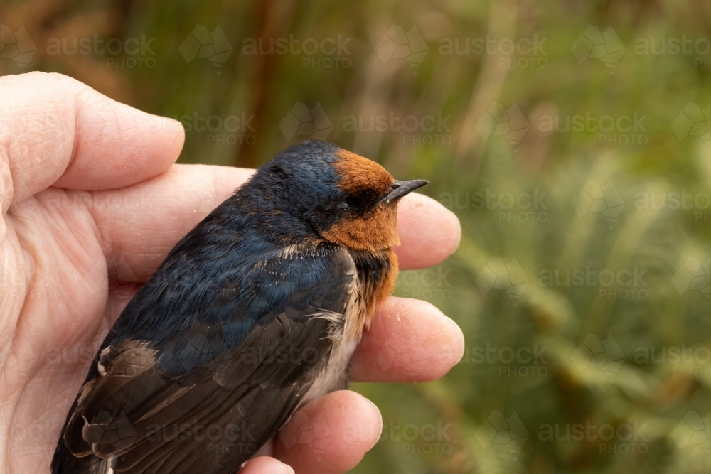 A dead australian welcome swallow (Hirundo neoxena) being held in a hand - Australian Stock Image