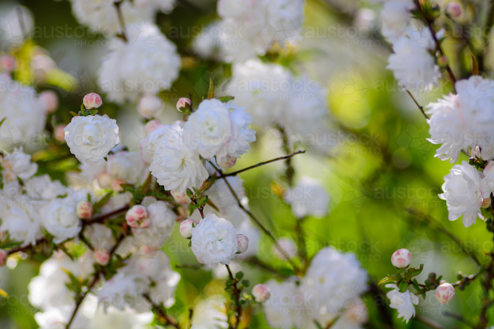 A dense cluster of white prunus blossoms on thin branches on ornamental bush - Australian Stock Image