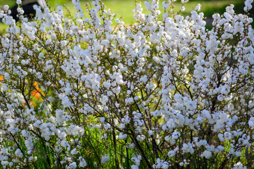 A dense cluster of white prunus blossoms on thin branches on ornamental bush - Australian Stock Image