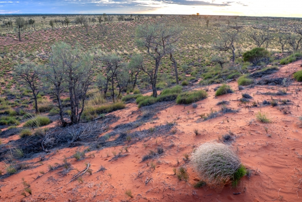 A desert with reddish-orange sand, bush and dead tree branches - Australian Stock Image