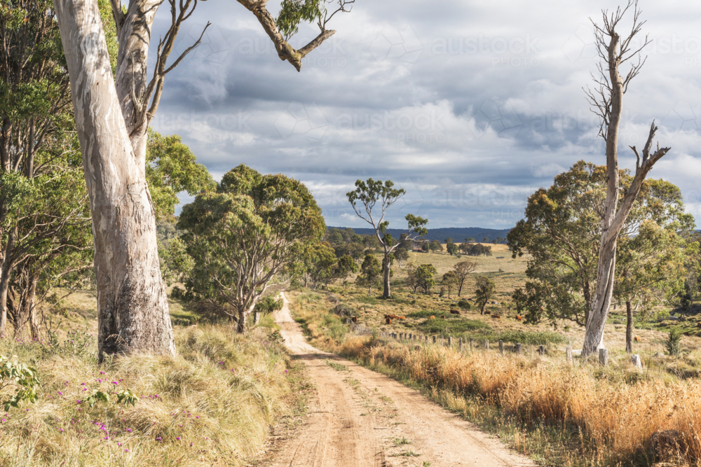 A dirt road and an Australian country scene - Australian Stock Image