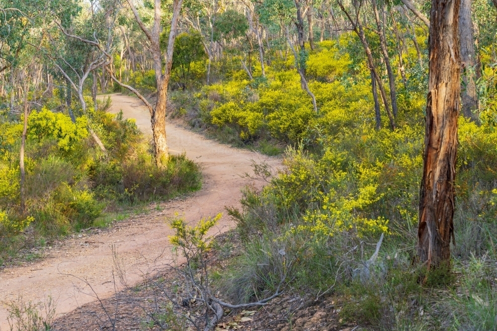 A dirt road winding through gumtrees and wattle trees in the Australian bush - Australian Stock Image