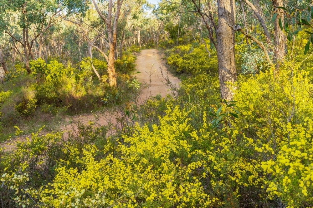 A dirt road winding through gumtrees and wattle trees in the Australian bush - Australian Stock Image