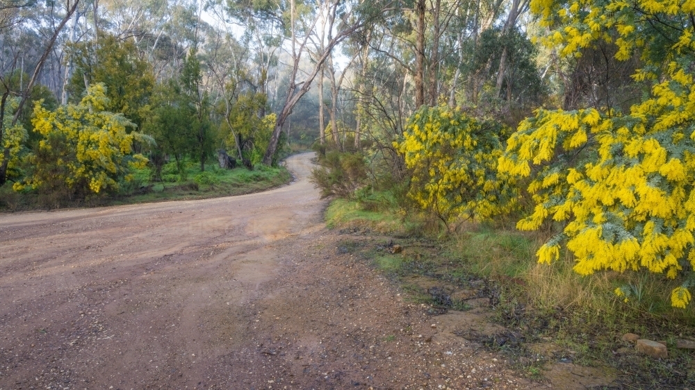 A dirt road winding through wattle trees in the Australian bush - Australian Stock Image