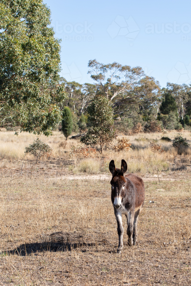 A donkey walking across the paddock - Australian Stock Image