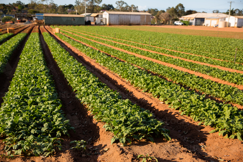 a farm near Brisbane growing radishes - Australian Stock Image