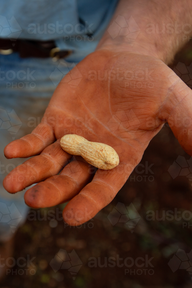 A farmer's hand holding a freshly harvested peanut in its shell - Australian Stock Image