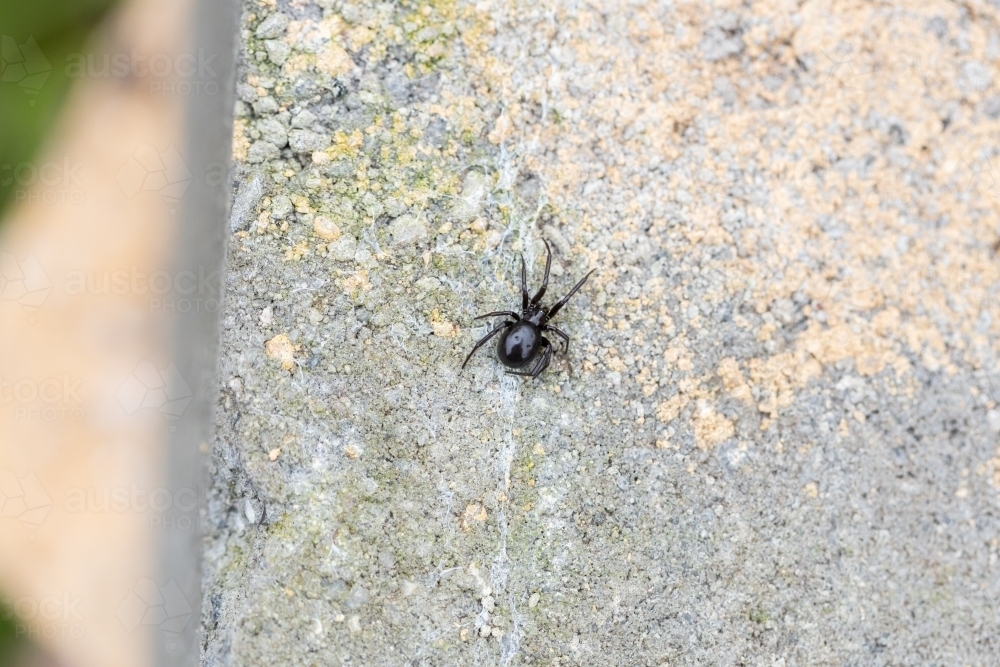 A female Australian false black widow house spider also called a house spider on a brick outside - Australian Stock Image