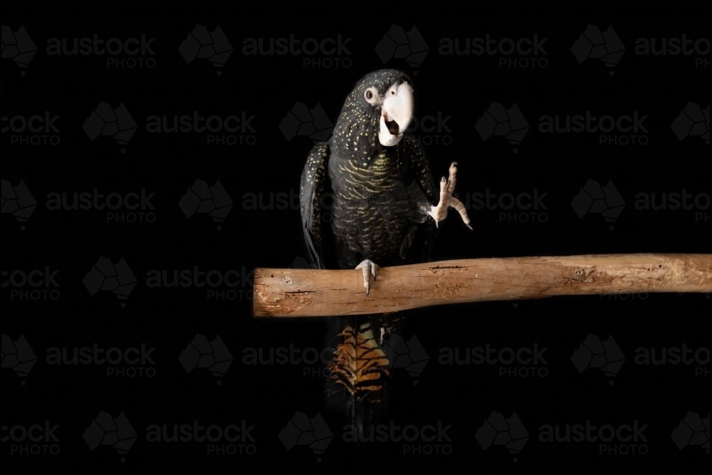 A female Australian red tailed black cockatoo (Calyptorhynchus banksii) waving her foot - Australian Stock Image