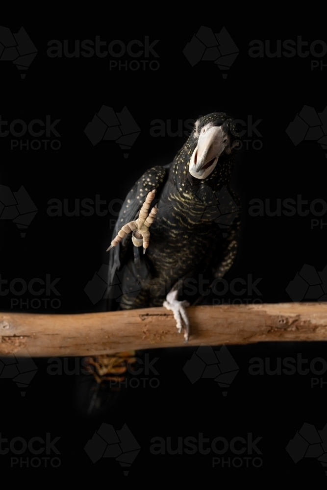 A female Australian red tailed black cockatoo (Calyptorhynchus banksii) waving her foot - Australian Stock Image