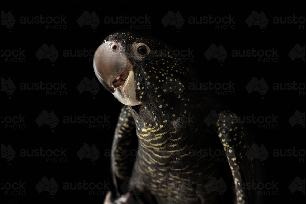 A female Australian red tailed black cockatoo (Calyptorhynchus banksii) with a black background - Australian Stock Image