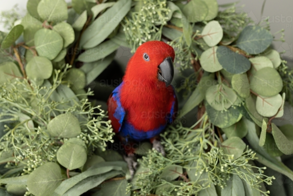 A female red and blue eclectus parrot sitting in a wreath with native australian foliage - Australian Stock Image