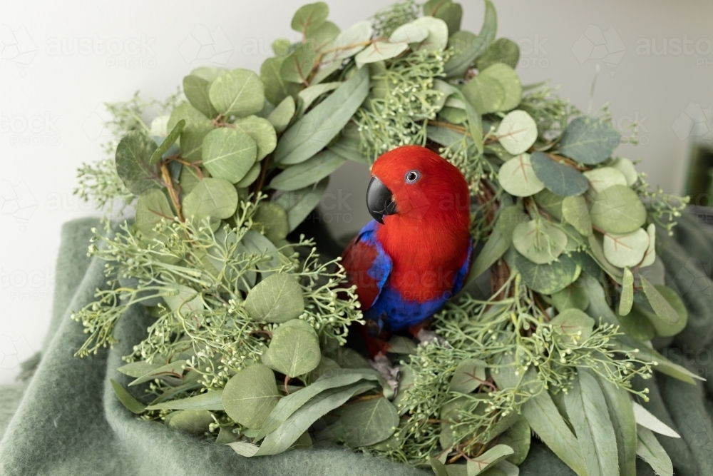 A female red and blue eclectus parrot sitting in a wreath with native australian foliage - Australian Stock Image