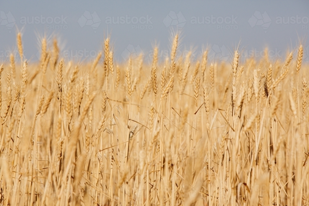 A field of ripe wheat with golden stalks. - Australian Stock Image