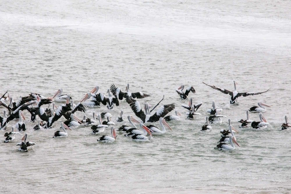 A flock of hungry pelicans catching fish - Australian Stock Image