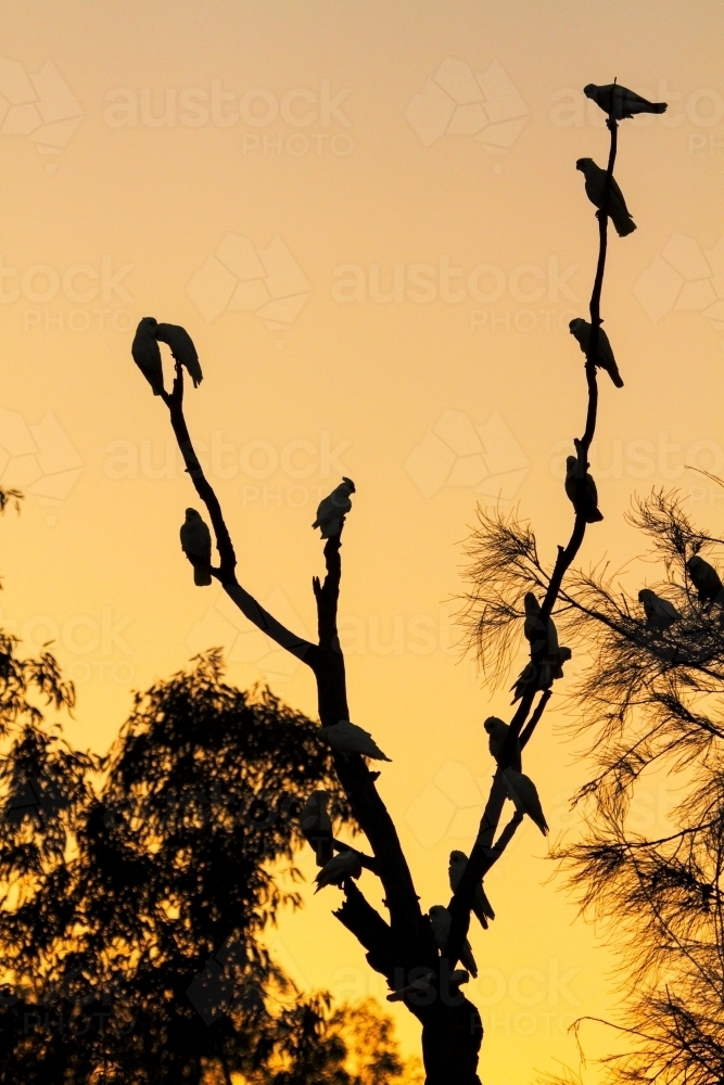 A flock of Little Corella birds perched on bare branches. - Australian Stock Image