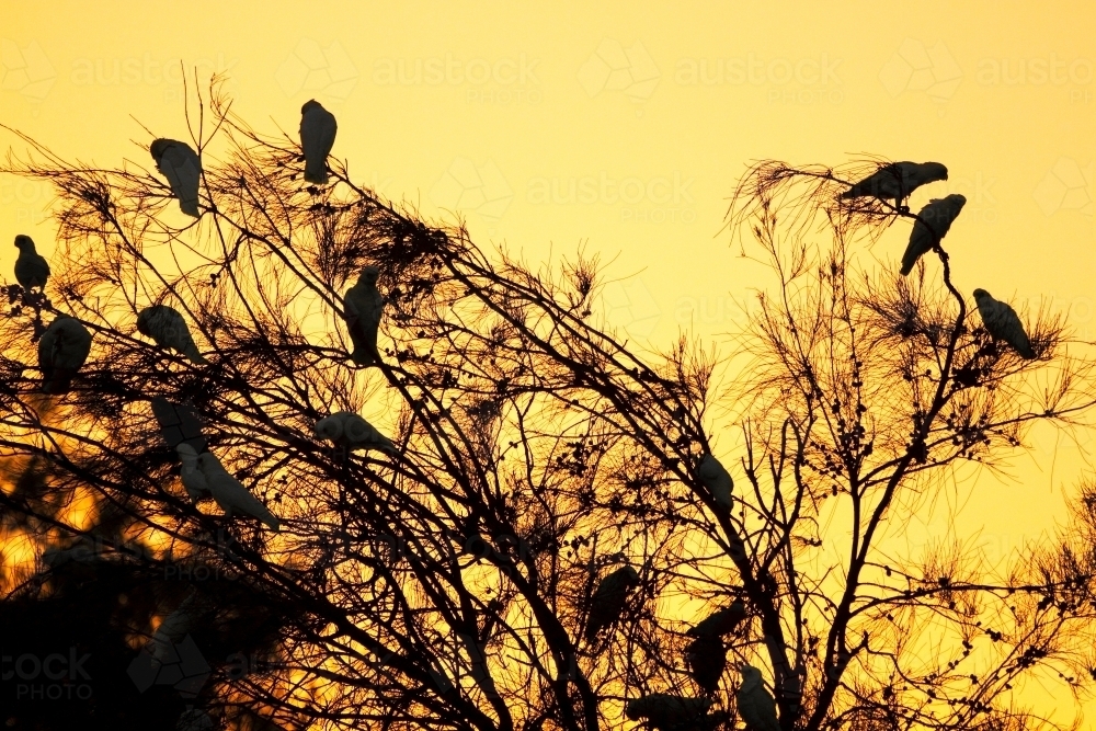 A flock of Little Corella birds roosting - Australian Stock Image