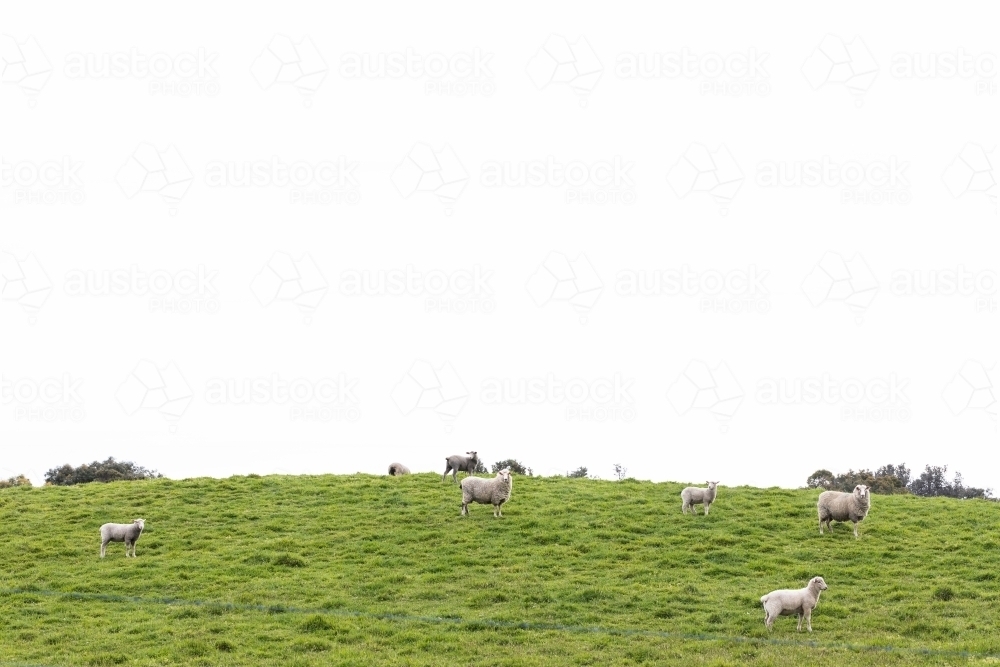 a flock of sheep and lambs on a free range sheep farm - Australian Stock Image