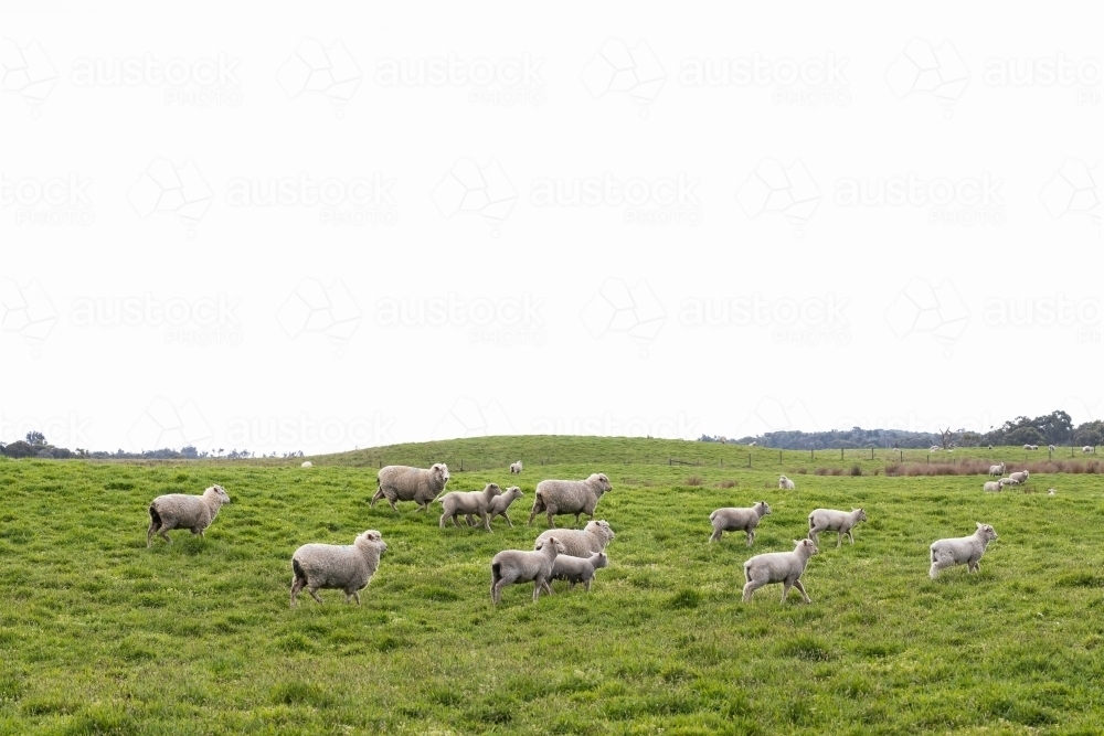 a flock of sheep and lambs on a free range sheep farm - Australian Stock Image