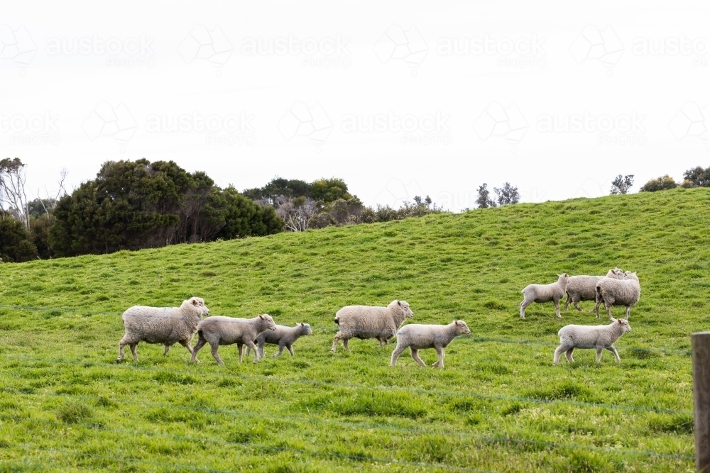 a flock of sheep and lambs on a free range sheep farm - Australian Stock Image