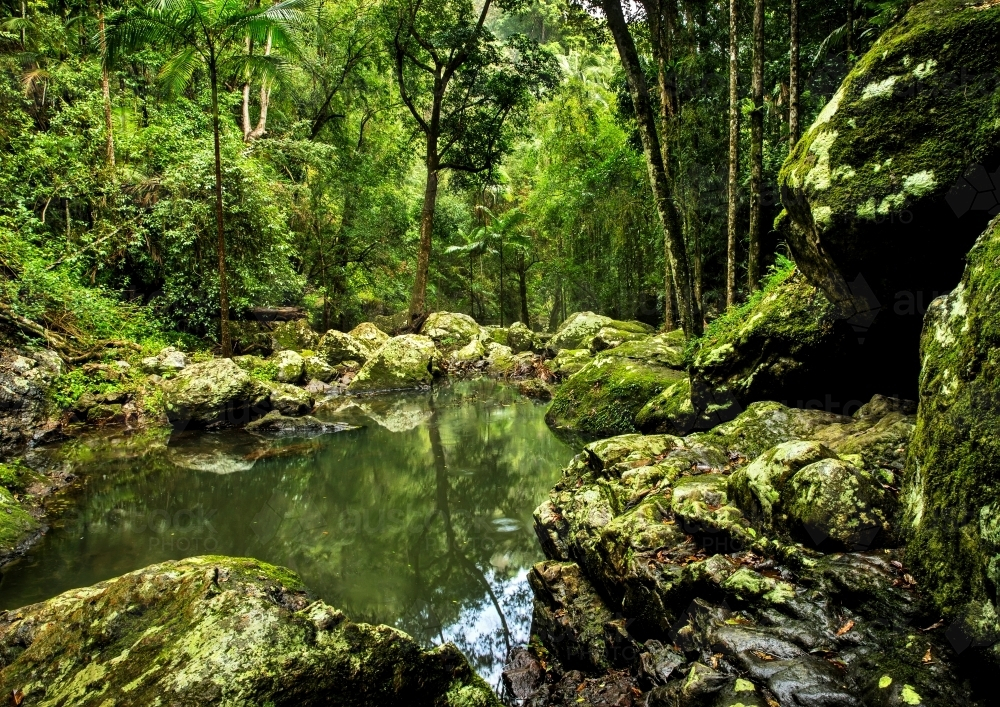 A forest with tall trees and a small pond. - Australian Stock Image