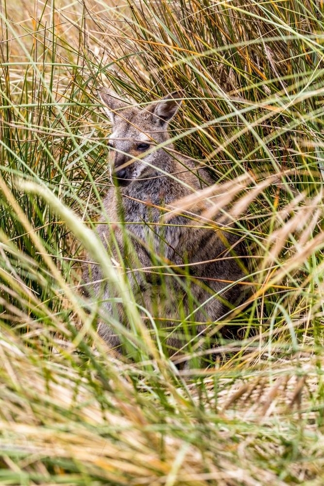 A Forester wallaby hides in the dune grass - Australian Stock Image