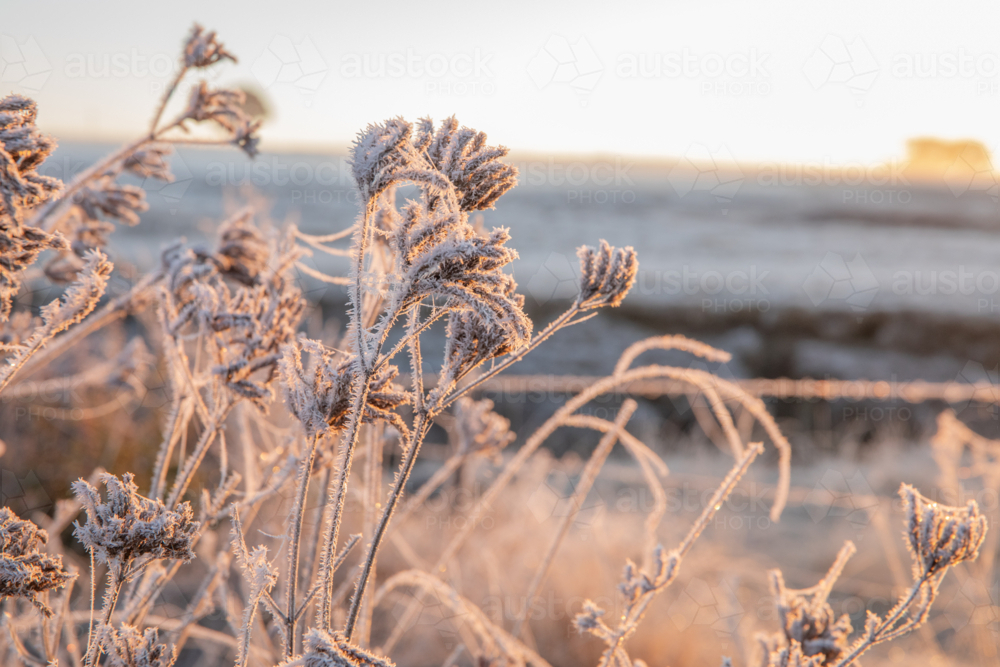 A frosty field on a winter's morning - Australian Stock Image