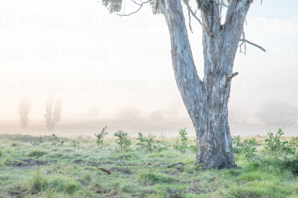 A frosty morning, a green paddock and a grey gum - Australian Stock Image