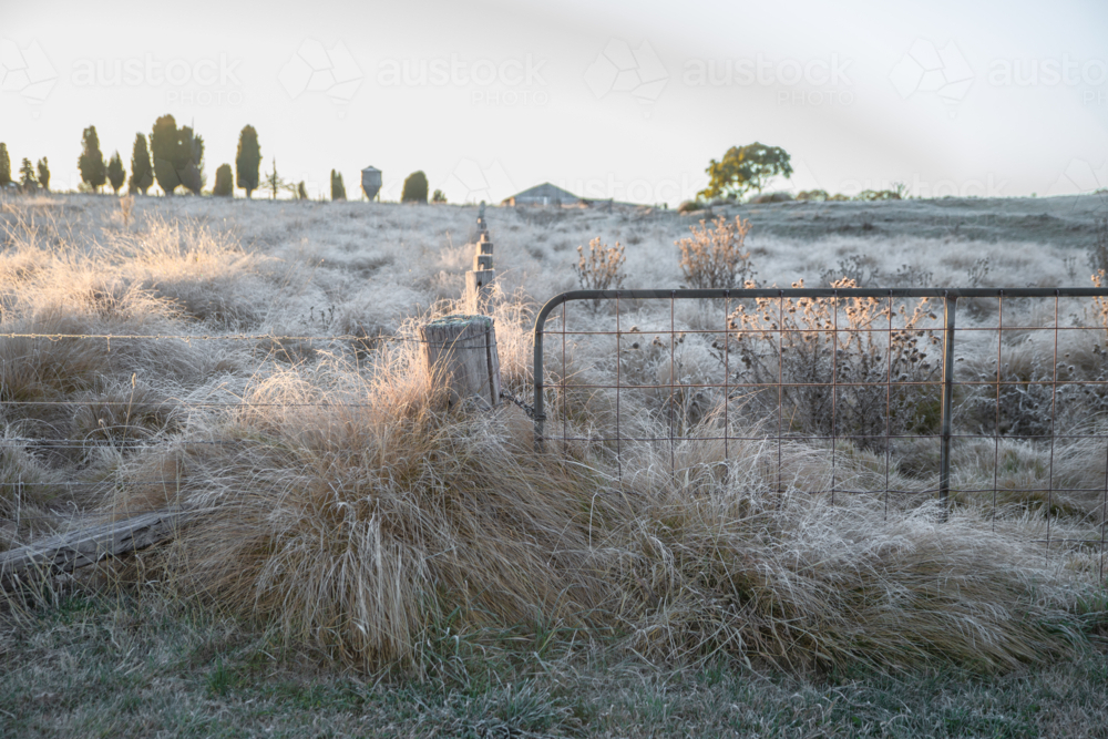 A frosty morning and a frozen field - Australian Stock Image