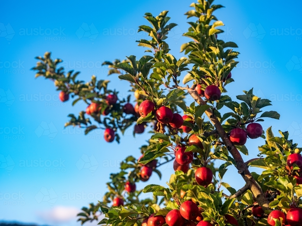 A fruit  tree loaded with shiny red apples - Australian Stock Image