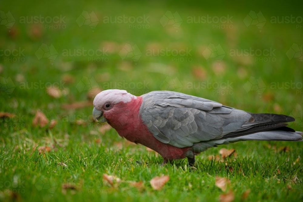 A Galah (Eolophus roseicapilla) on the grass - Australian Stock Image
