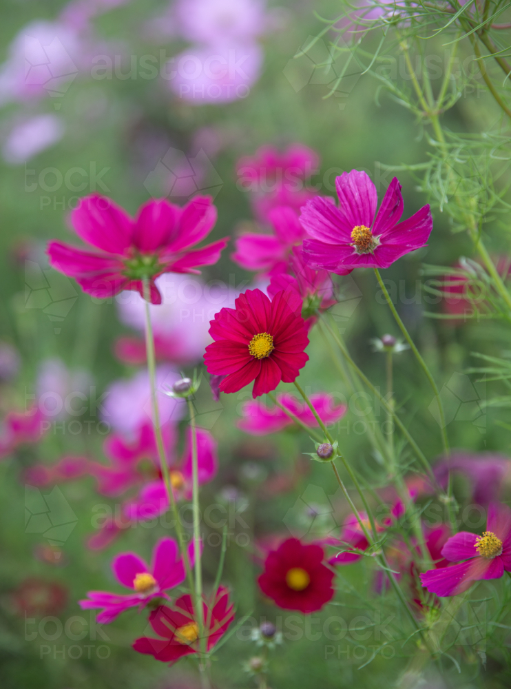 A garden of pink flowers against a green backdrop - Australian Stock Image