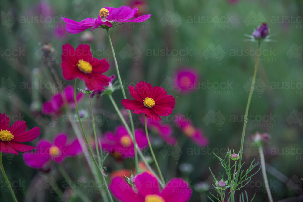 A garden of pink flowers against a green backdrop - Australian Stock Image