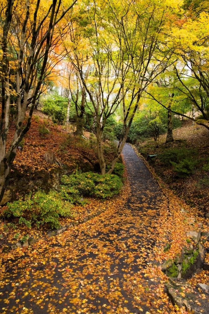 A garden path leading through the autumn coloured foliage at Mt Lofty - Australian Stock Image