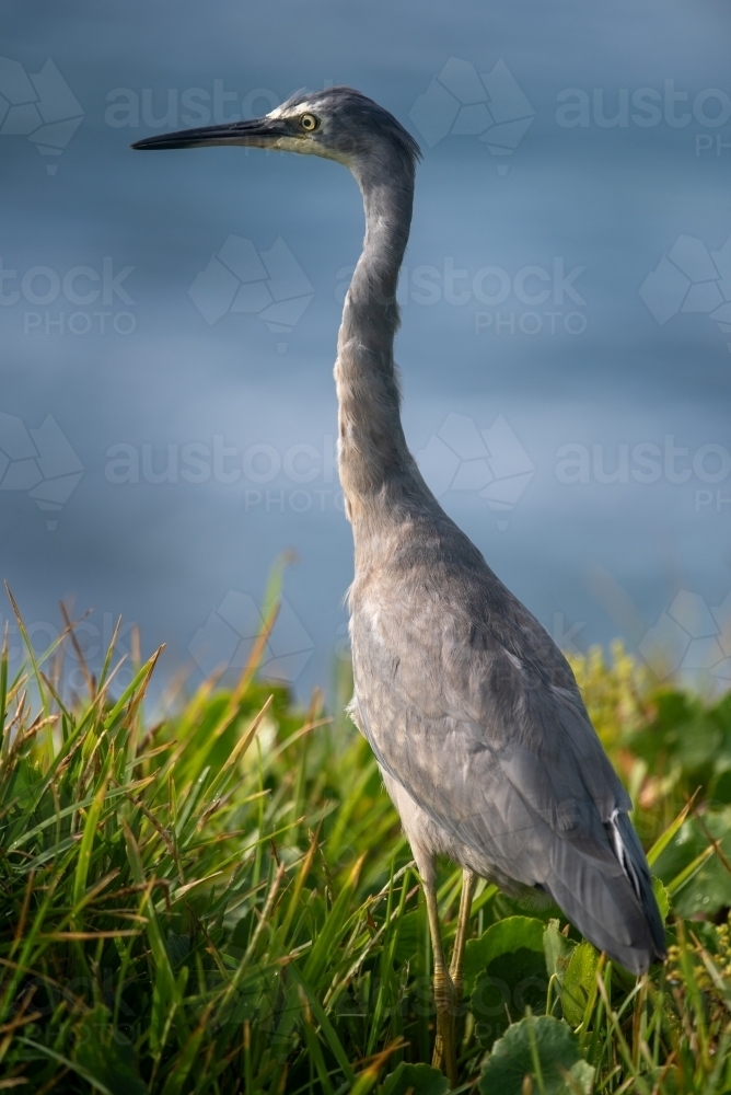 A Grey Heron in vertical format with green grass at its feet - Australian Stock Image